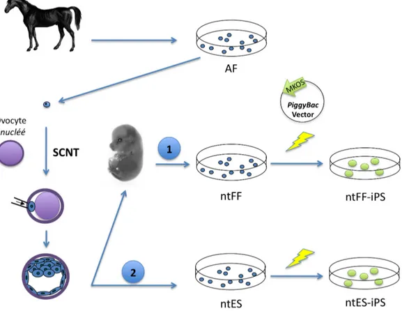 Figure 1 : Dérivation de cellules souches pluripotentes induites (iPS) autologues de cheval