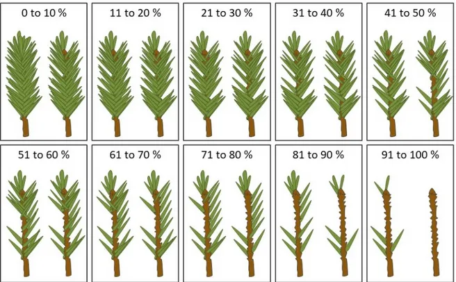 Figure 4. The methodology used to estimate the level of annual defoliation (0%–100%) based on ten  defoliation classes for black spruce and balsam fir shoots