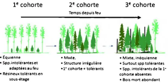 Figure  1.1  Schématisation simplifiée de  la structure  et la composition des types  forestiers  associés aux trois cohortes  dans  le  sous-domaine bioclimatique de  la  sapinière à bouleau blanc de  l'ouest (tiré de Gauthier et al.,  2008)