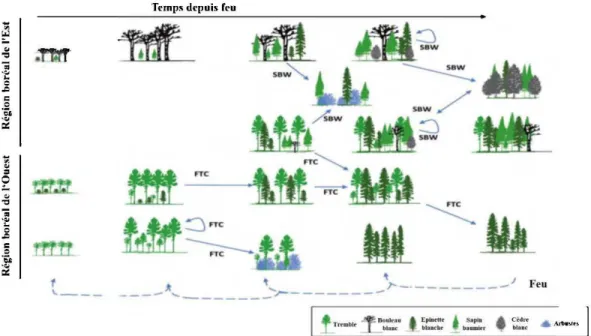 Figure 1.2 Dynamique des peuplements boréaux mixtes dans la région boréale de l'Est  et de l'Ouest au Canada et le rôle des perturbations secondaires dans la dynamique des  peuplements