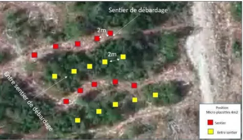 Figure 2.4 Schémas d'échantillonnage pour évaluer l' influence de la perturbation du  sol sur la régénération naturelle dans le sentier et hors sentier