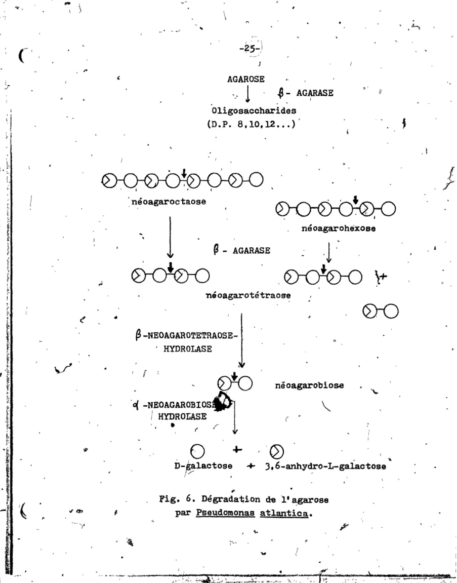 Fig.  6.  Dégrada~ion  de  l'~garose 