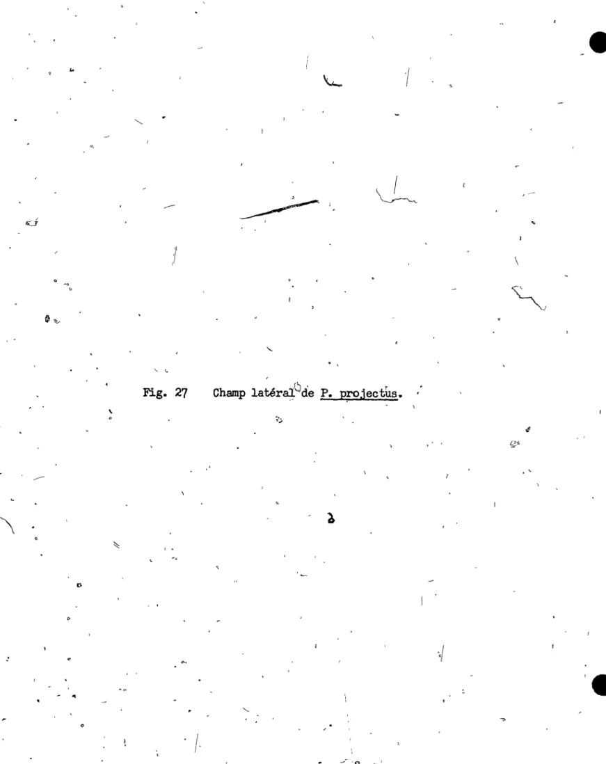 Fig.  27  Champ  1atérru.:-.Jde  P.  p:roJec  us.  il.,  •  •  t' 