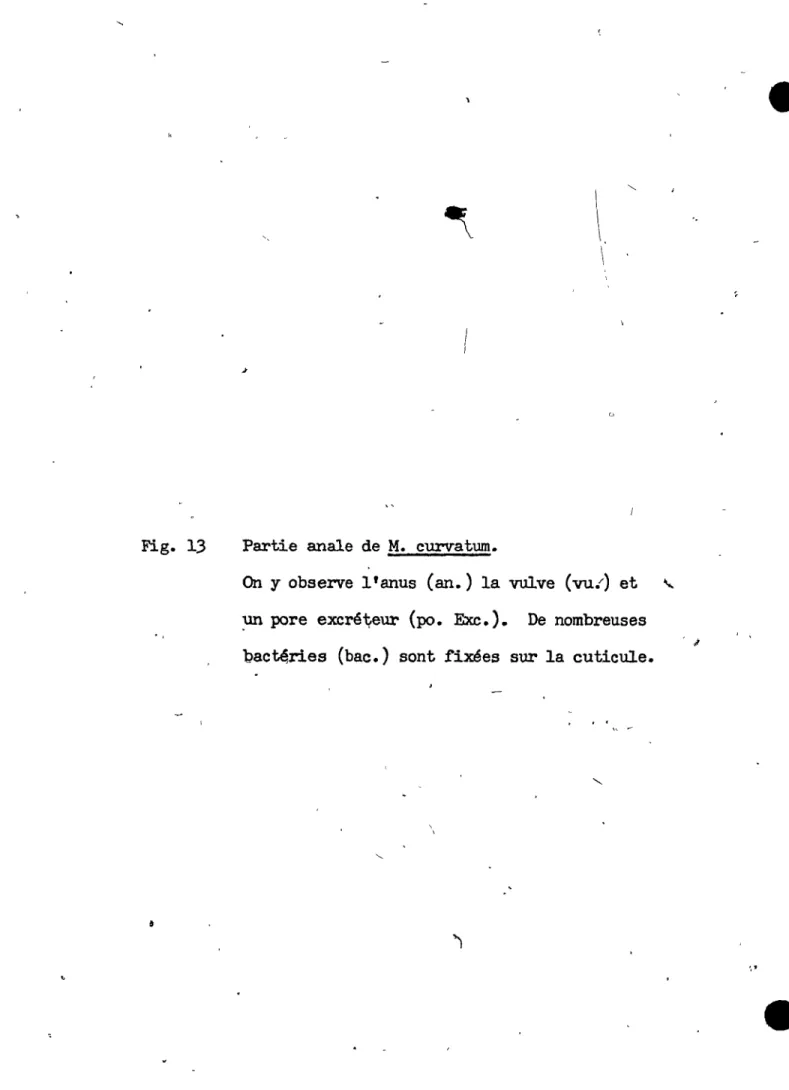 Fig.  13  Partie  anale  de  M.  curvatum. 