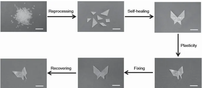 Figure 2.3 Dynamic covalent bonds cross-linked poly(urea-urethane) showing reprocessing,  self-healing, plasticity, and a dual SME