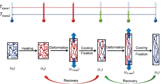 Figure 2.8 Schematic illustration and the molecular mechanism of a conventional triple shape  memory cycle