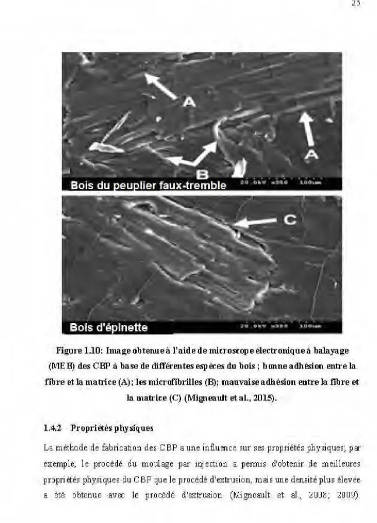 Figure  1.10:  Image obtenue  à  l'aide de microscope électronique  à  balayage  (ME  B)  des CBP  ii  bnse de dlll'érentes espèces du bols ; bonne adhésion entre la  fibre et la ma !;lice (A); les microfibt:illes (B);  mauvajseadhésion entre la fibre et 