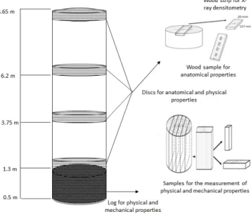 Figure 2. Sampling methods for discs and logs and test samples for the anatomical, physical and  mechanical properties of wood