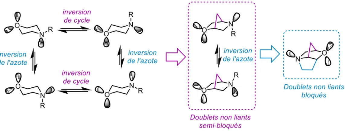 Figure 31.  Flexibilité conformationnelle des morpholines et de leurs analogues bicycliques et  tricycliques  