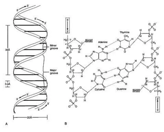 Figure 1.3: Appariement Watson-Crick de deux brins d’ADN complémentaires, leur  directionnalité et les dimensions résultantes