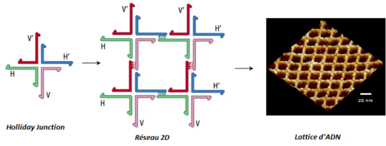 Figure 1.6 : Formation d’un treillis d’ADN à l’aide de multiples «Holliday Junctions»