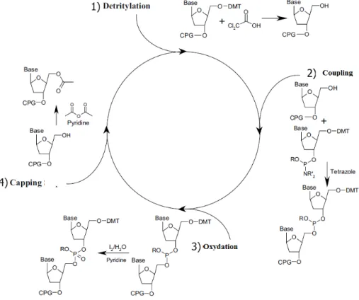 Figure 1.8: Cycle de la synthèse automatisée d'ADN sur support solide. Adapté de la  référence