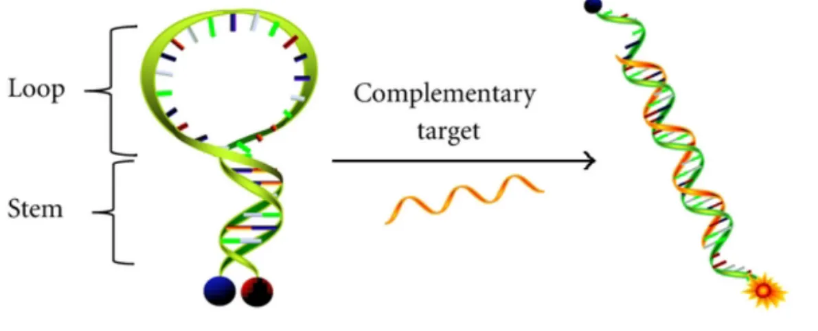 Figure 1.9: Ouverture d’un interrupteur moléculaire par l’association avec un brin  complémentaire d’ADN