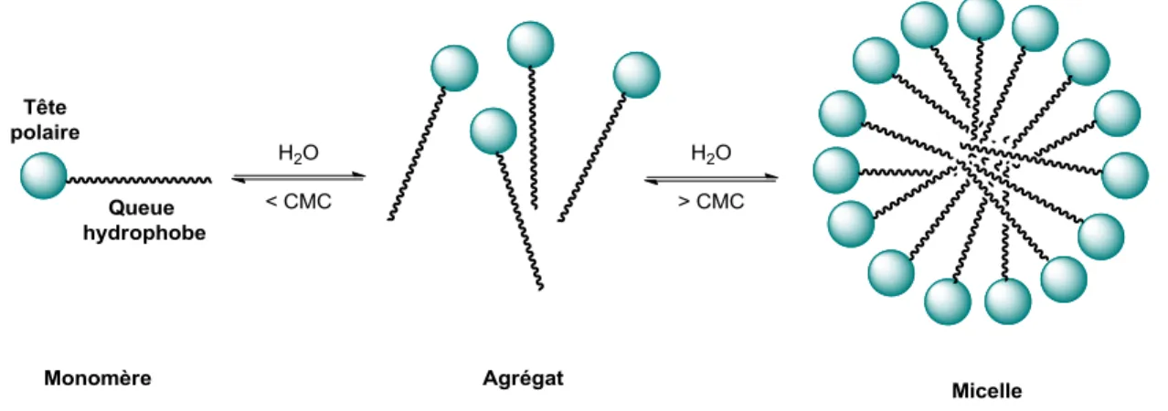 Figure 1.4 - Formation de micelle en milieu aqueux. 