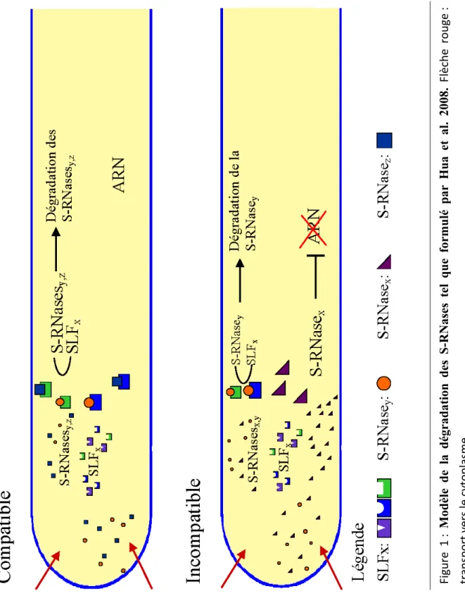 Figure 1 : Modèle de la dégradation des S-RNases tel que formulé par Hua et al. 2008. Flèche rouge :  transport vers le cytoplasme