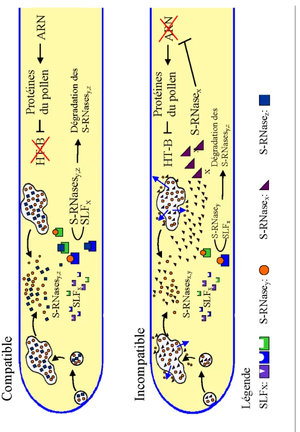 Figure 3 : Modèle proposé par cette étude. Flèche bleue : transport vers le cytoplasme suite à l’action de HT-B.