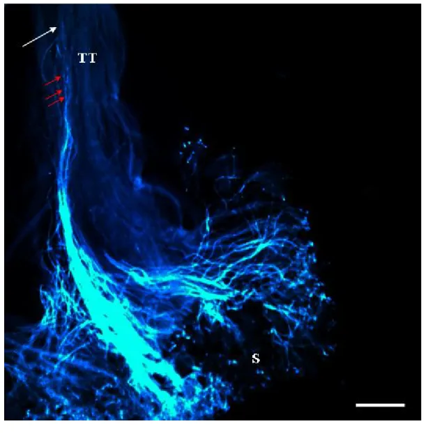 Figure 6 : Photographie d’un style de Solanum chacoense, envahit par des tubes polliniques  incompatibles, observer par microscopie à fluorescence