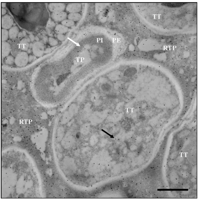 Figure  8 :  Micrographie d’une coupe transversale d’un style de Solanum chacoense,  observée  par microscopie électronique à transmission