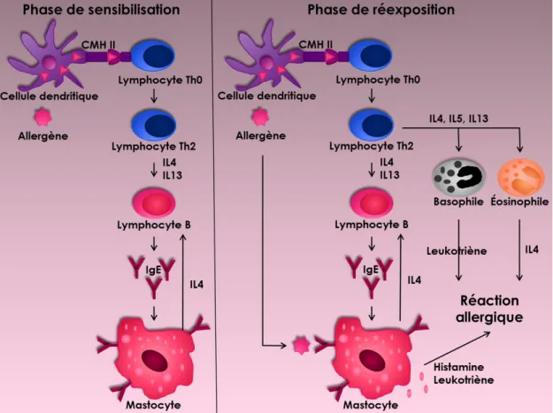 Figure  1.  Installation  du  mécanisme  de  réponse  allergique.  Lors  d’une  première  exposition aux allergènes (phase de sensibilisation), les lymphocytes T auxiliaires naïfs  (T H 0)  se  différencient  en  lymphocytes  de  type  (T H 2)  grâce  au  