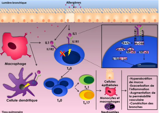 Figure 6. Cascade de signalisation intracellulaire lors de la formation du complexe  de l’interleukine 1 et son récepteur actif