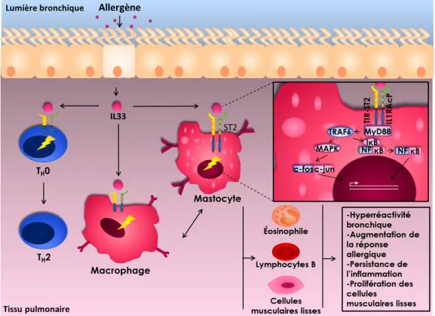 Figure 8. Signalisation intracellulaire induite par la libération de l’interleukine 33  suite à la stimulation par un allergène