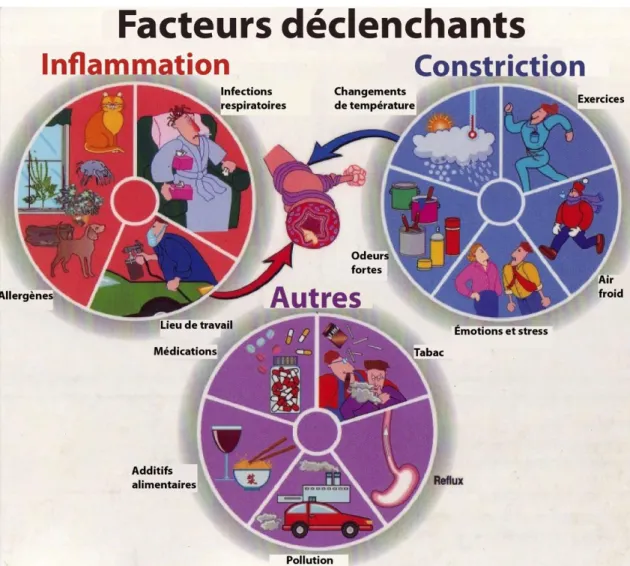Figure 9. Facteurs déclenchants de l’asthme. L’inflammation peut être engendrée par  divers  facteurs exogènes dont  les allergènes, les  infections  respiratoires  et  les irritants  inhalés du lieu de travail