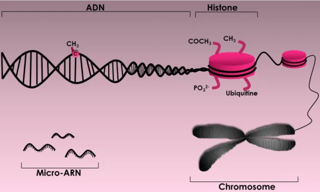 Figure  10.  Mécanismes  épigénétiques  du  chromosome  à  l’ADN.  Le  double  brin  d’ADN est enroulé autour des protéines d’histones pour ensuite former les chromosomes