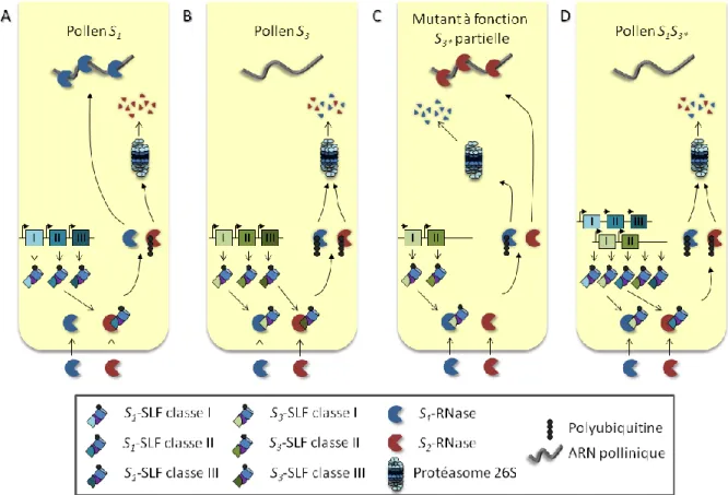 Figure I.8 : Modèle de dégradation basé sur un pollen S codé par plusieurs SLF. 