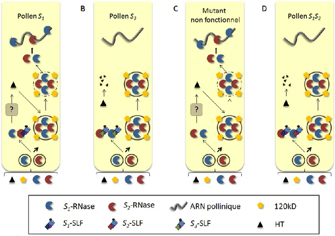 Figure I.9 : Modèle de séquestration des S-RNases. 