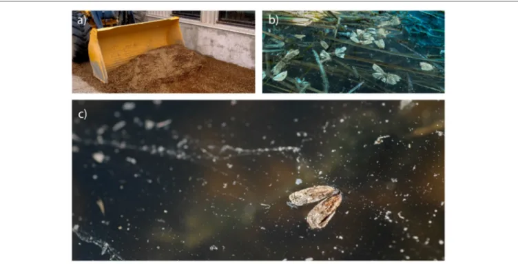 FIGURE 1 | Images from spruce budworm (Choristoneura fumiferana - SBW) outbreaks. (a) Millions of dead moths in a forest camp after a massive flight of SBW in 2014