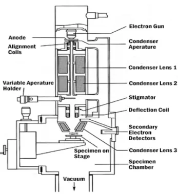 Figure 2.3: Diagram of various components inside the SEM [8] 