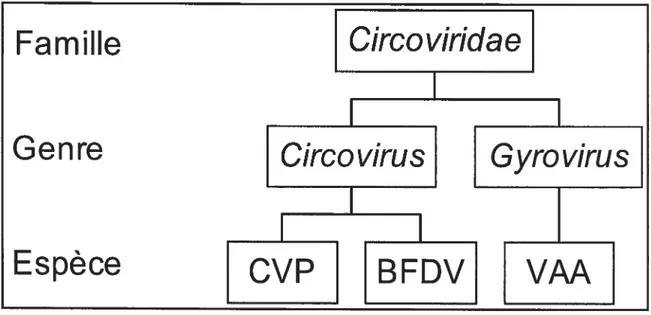 Figure 1 : Organigramme de la classification officielle des Circoviridae à ce jour.
