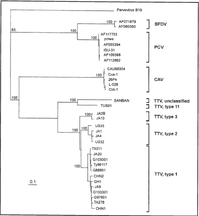 Figure 3 : Relation phylogénétique du TTV avec le VAA (CAV) et le CVP (PCV) et le BFDV basé sur le motif de la protéine Rep