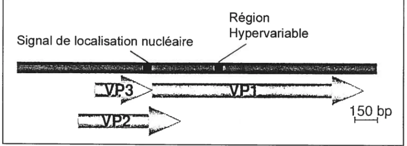 Figure 5: Cadres de lecture ouverts sur le génome du VAA selon van Santen et al.