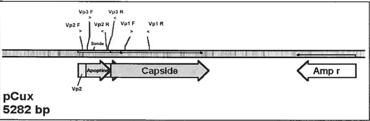 Figure 8: Visualisation du plasmide pCux contenant le génome total du VAA, une représentation des trois cadres de lecture (capside, VP2 et apoptine) par des flèches ainsi qu’une indication des différentes zones d’appariements de chacune des paires d’amorce