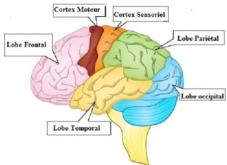Figure 2. 1 Les différents lobes du cerveau humain 