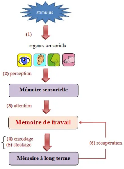 Figure 2. 2 Les différentes mémoires (Atkinson et Shiffrin, 1968) 
