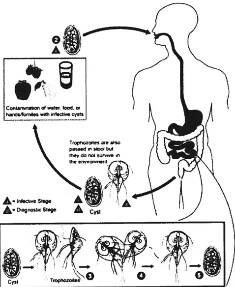 Figure lb. Cycle de vie de Giardia tambtia chez l’humain (basé sur le Center for Disease Control, www.dpd.cdc.ov)