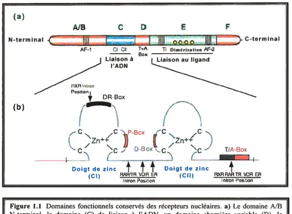 Figure 1.1 Domaines fonctionnels conservés des récepteurs nucléaires. a) Le domaine A/B N-terminal, le domaine (C) de liaison à l’ADN, un domaine charnière variable (D), le domaine (E) de liaison au ligand (LBD) et le domaine c-terminal (F)