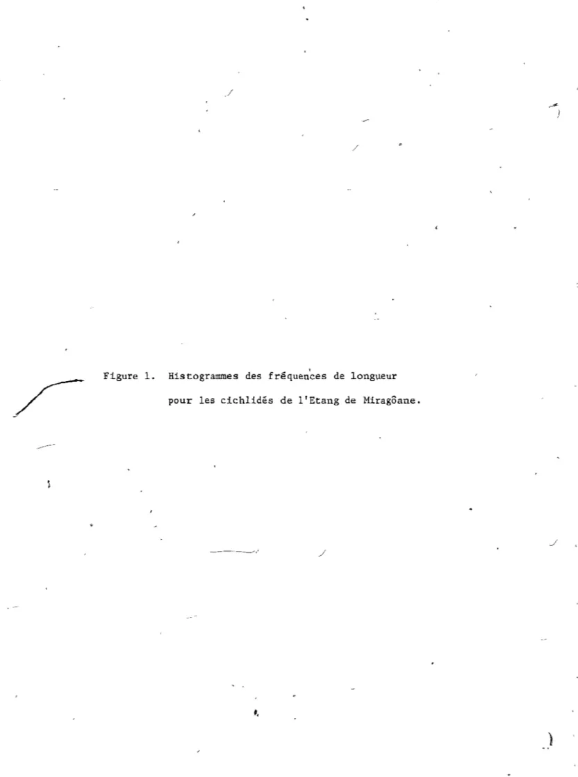 Figure  1.  Histogrammes  des  fréquen~es  de  longueur  pour  les  cichlidés  de  l'Etang  de  Miragôane