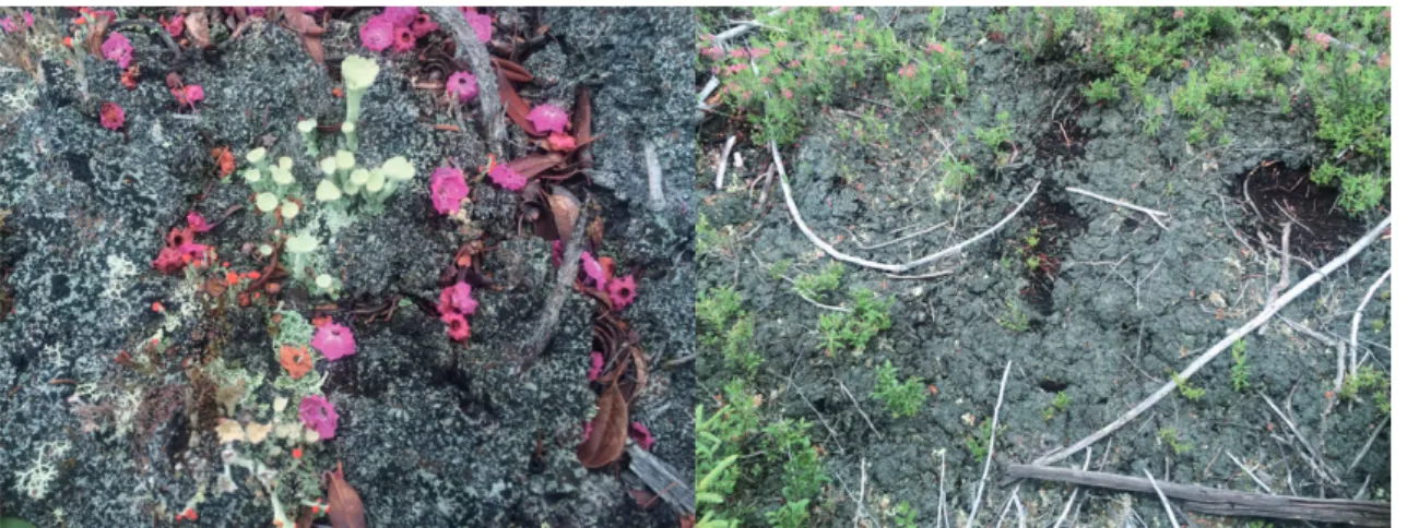 Fig. 3. Example of Trapeliopsis granulosa on burnt duff from site 1. Kalmia angustifolia flowers are visible in the im- im-age on the left.