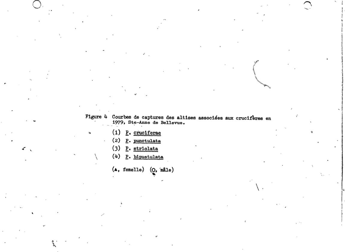 Figure  4  Courbes  de  captures  des  altises  associées  aux  crucifères  en  1979.  St~-Anne  de  :Bellevue