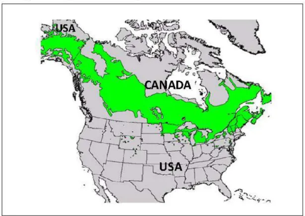 Figure  1.1:  Répartition géographique  du  peuplier baunùer en Amérique  du  Nord (en  vert) d'après Little (1971 )