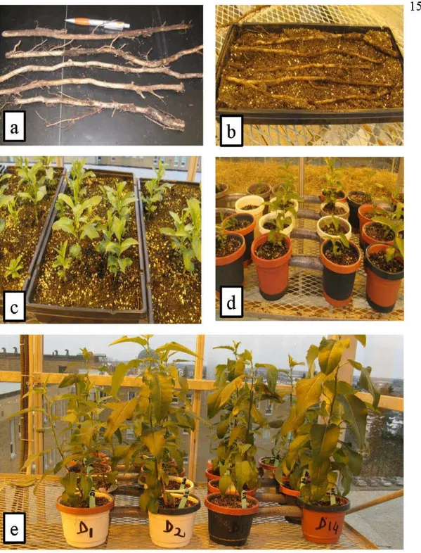 Figure  1.2:  Photos  des  différentes  étapes  du  processus  de  propagation  de  ramets  interconnectés montrant les racines parentales (a); racines parentales plantées dans  un  bac contenant du substrat (b); jeunes drageons de 4 à 6 semaines (c); pair