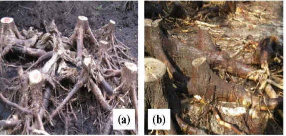 Figure 2.1:  Photographs  of excavated root  systems  of  balsam poplar  showing  main  root system at site AB 1 (a) in Alberta and site QC1  (b)  in Quebec, Canada