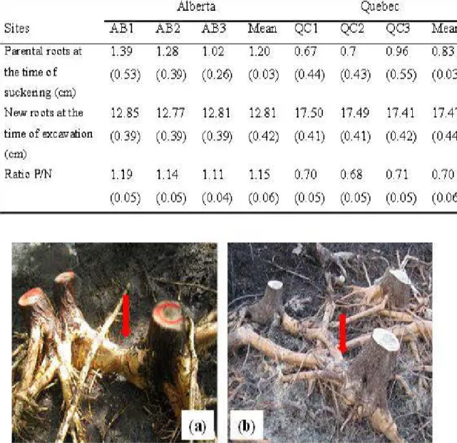 Table 2.3. Mean diameter (cm) of parental  and new roots in the excavated bal sam poplar  stands in  Alberta and Quebec (standard err ors of the  mean are given in parentheses)
