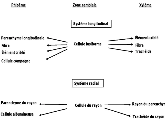 Figure 2.1  Différenciation des  cellules  du xylème  et  du  phloèm e  à partir de  la  zone  cambiale (Fromm, 2013) 