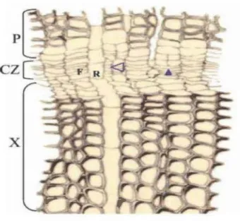 Figure 2.2  Section transversale de la zone cambiale (CZ) chez le pin maritime  (P inus  pinaster),  montrant:  F- une  initiale  fusiforme,  R- une initiale  de  rayon,  CZ-la zone  cambiale,  X- la différenciation centripète de la CZ en xylème et  P-la d