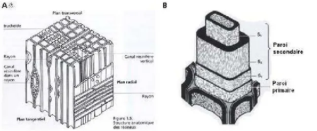 Figure 2.6  A.  Représentation tridimensionnelle d'un plan ligneux.  B.  Structure d'une  trachéide d'un résineux  (Plomion  et al.,  2001)