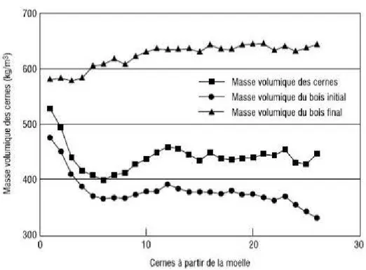 Figure 2 .8  Variation radiale des masses volumiques du cerne, du bois initial et du bois  final  de l' épinette blanche (Zhang et Koubaa, 2009) 